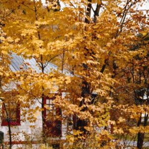Autumn Leaves
