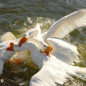 Batteling Geese