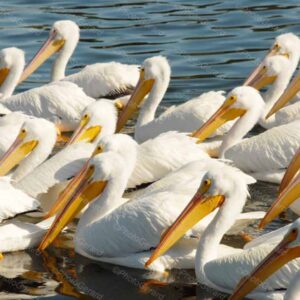 Birds of a Feather Flock Together