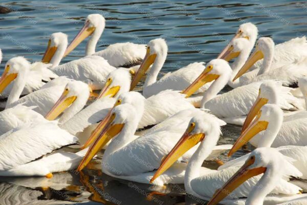 Birds of a Feather Flock Together