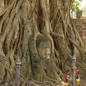 Buddha Head Wat Mahathat Ayutthaya Thailand