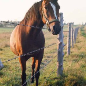 Call Me Mister Ed