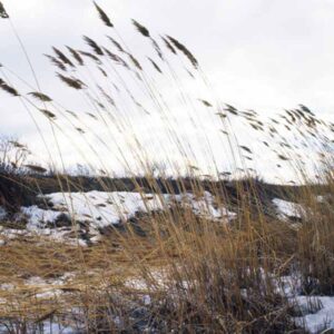 Cold Winds Across the Canadian Prarie