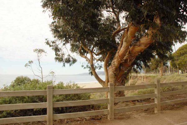 Eucalyptus Tree