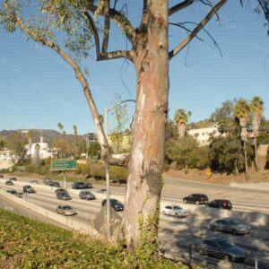 Hollywood Freeway Los Angeles California