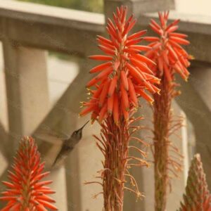 Humming Bird