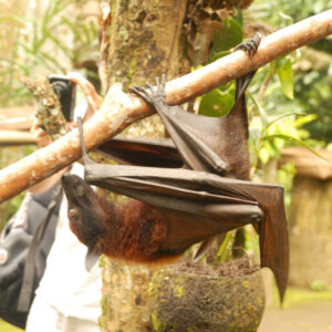 Is This The Real Batman Bali Indonesia