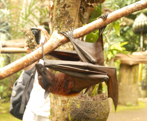 Is This The Real Batman Bali Indonesia
