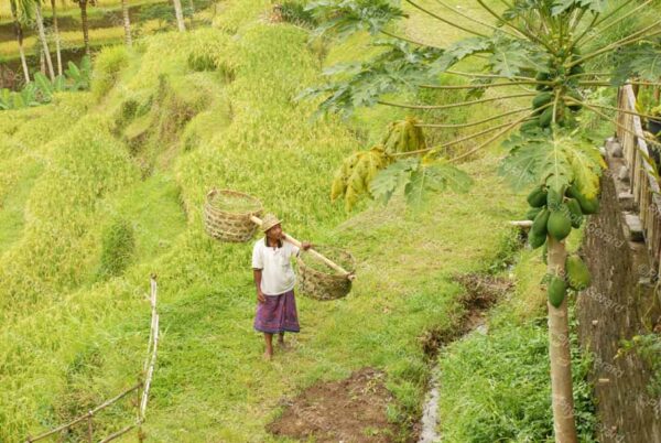 Look At Those Papayas Indonesia