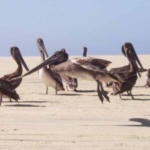 Pelican Landing