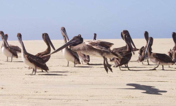 Pelican Landing