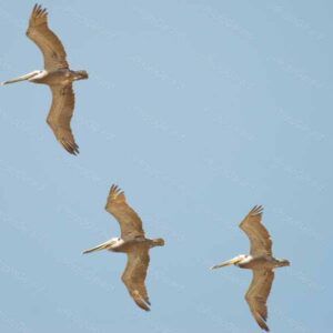 Pelicans in Flight