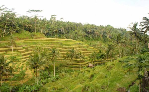 Rice Fields in the Jungle Indonesia