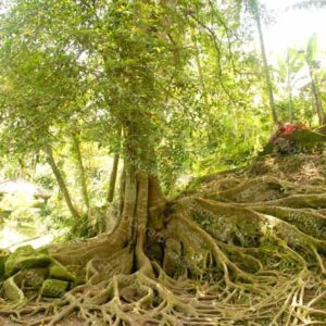 Roots Bali Indonesia