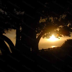Sunset Silhouette