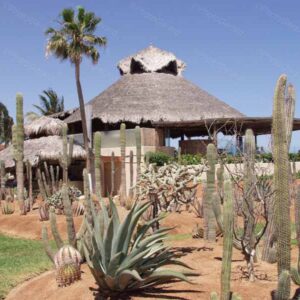 Xeriscape Garden Mexico