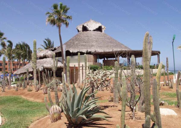 Xeriscape Garden Mexico
